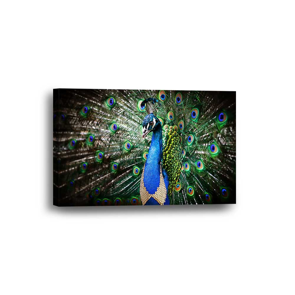 Royal Plumage: Peacock Portrait Collection - Framed Canvas Home Decor Wall Art Multiple Choices 1 3 4 5 Panels