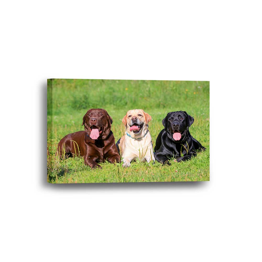 Labrador Trio: Neapolitan Collection - Framed Canvas Home Decor Wall Art Multiple Choices 1 3 4 5 Panels