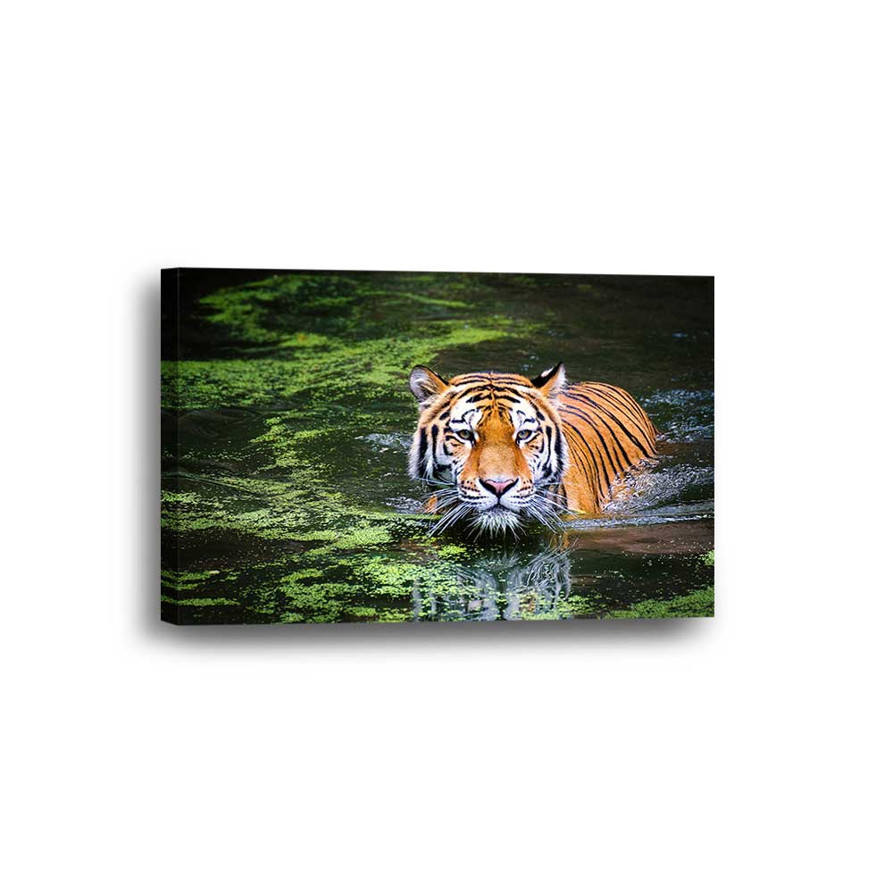 Emerald Waters: Bengals Grace Collection - Framed Canvas Home Decor Wall Art Multiple Choices 1 3 4 5 Panels